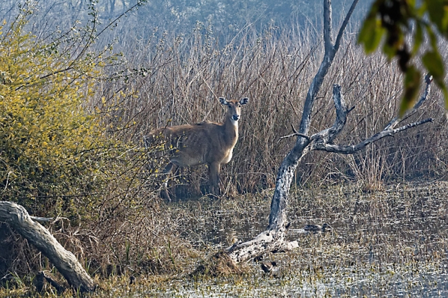 Keoladeo national park-067